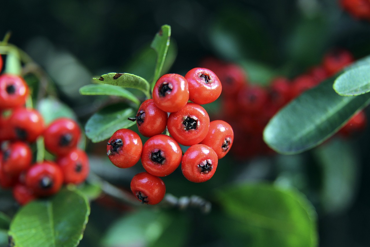 乒乓球亚洲杯：林诗栋3-0横扫篠塚大登.